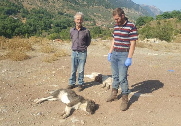 Τριπόταμα Αχαΐας: Με δηλητηριασμένο γάλα και άλλες φόλες σκότωσε σκυλιά και κατσίκες (βίντεο)