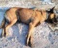 Ακόμα ένας αδέσποτος σκύλος νεκρός από φόλα στη Βέροια Ημαθίας