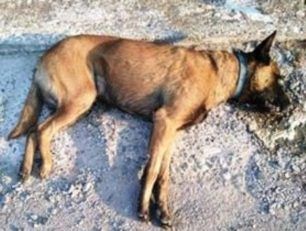 Ακόμα ένας αδέσποτος σκύλος νεκρός από φόλα στη Βέροια Ημαθίας
