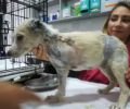 Ξάνθη: Έριχνε καυστικό υγρό στον λαιμό του σκύλου πριν αρχίσει να τον κόβει σε κομμάτια (βίντεο)