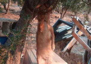 Γυναίκα που κινδύνεψε να στραγγαλιστεί από άνδρα βρήκε τον σκύλο της απαγχονισμένο σε δέντρο στην Αγία Παρασκευή Ηρακλείου Κρήτης