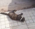 Γάτες νεκρές από φόλες στον Άγιο Δημήτριο Αττικής