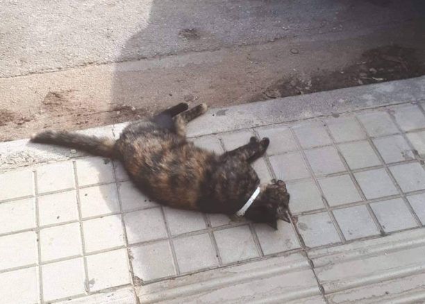 Γάτες νεκρές από φόλες στον Άγιο Δημήτριο Αττικής