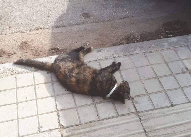 Γάτες νεκρές από φόλες στον Άγιο Δημήτριο Αττικής