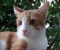 Χάθηκε αρσενική στειρωμένη γάτα στην περιοχή του Λυκαβηττού στην Αθήνα