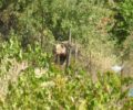 Έσωσαν αρκουδάκι που βρέθηκε παγιδευμένο σε δόκανο μέσα σε αμπελώνα στον Κορυδαλλό Τρικάλων (βίντεο)