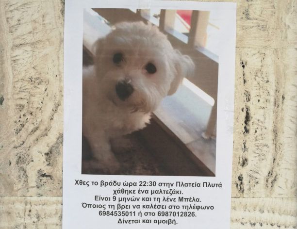 Χάθηκε θηλυκός σκύλος ράτσας Μαλτέζ στην πλ. Πλυτά στο Παγκράτι της Αθήνας