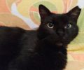 Χάθηκε μαύρη στειρωμένη γάτα στην Ηλιούπολη Αττικής