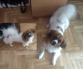 Χάθηκε αρσενικός σκύλος στο χωριό Δούκα Βρύση στην Αργολίδα