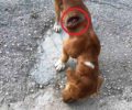 Δροσοχώρι Ιωαννίνων: Στην πληγή του πυροβολημένου σκύλου ντόπιοι πετούν αποτσίγαρα για να γελάσουν