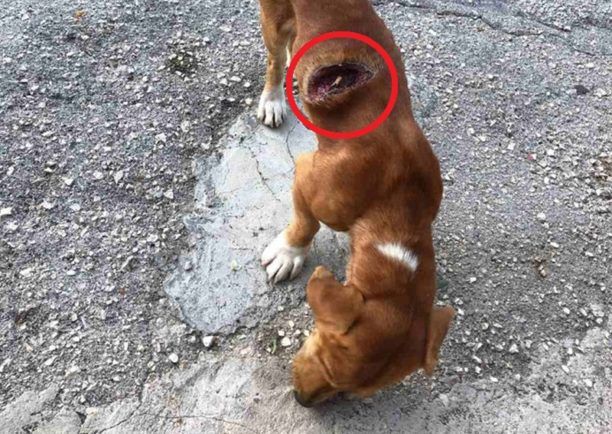 Δροσοχώρι Ιωαννίνων: Στην πληγή του πυροβολημένου σκύλου ντόπιοι πετούν αποτσίγαρα για να γελάσουν