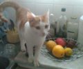 Χάθηκε αρσενική γάτα στο Γουδή της Αθήνας