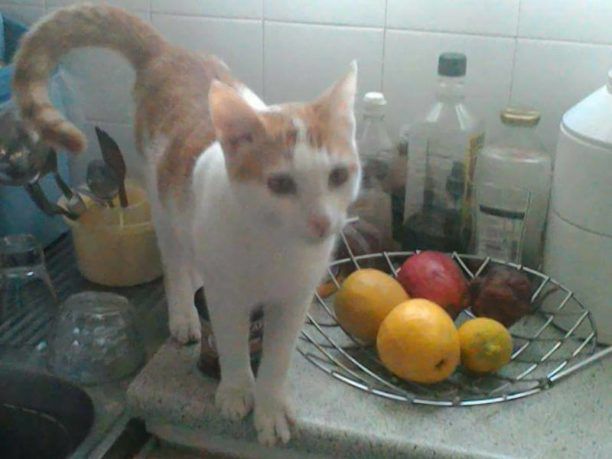 Χάθηκε αρσενική γάτα στο Γουδή της Αθήνας