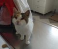 Αναρρώνει η γάτα που κακοποιήθηκε άγρια από ανήλικους στη Φολέγανδρο (βίντεο)