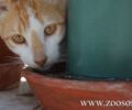 Λέσβος: Καταδικάστηκε με αναστολή και απ'το Εφετείο άνδρας που χτύπησε γάτα με σωλήνα επειδή μπήκε στον κήπο του
