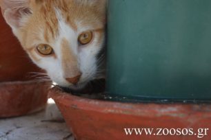 Εννιά γάτες δολοφονημένες με φόλες στον Χολαργό Αττικής