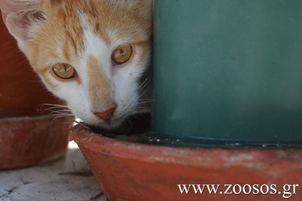 Λέσβος: Καταδικάστηκε με αναστολή και απ'το Εφετείο άνδρας που χτύπησε γάτα με σωλήνα επειδή μπήκε στον κήπο του