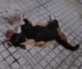Θεσσαλονίκη: 22-10-2019 η δίκη του άνδρα που σκότωσε γατάκι στην πυλωτή της πολυκατοικίας του στην Κάτω Τούμπα