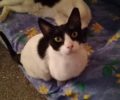 Χάθηκε ασπρόμαυρη αρσενική γάτα στον Νέο Κόσμο της Αθήνας