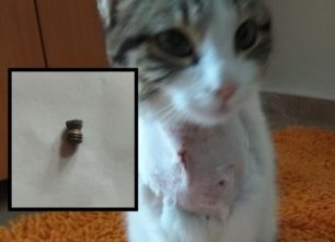 Βρήκαν τη γάτα τους πυροβολημένη με αεροβόλο στο Χαϊδάρι Αττικής