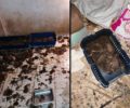 Καταδικάστηκε χωρίς αναστολή γυναίκα που στο σπίτι της στο Ίλιον Αττικής βρέθηκαν δεκάδες ζώα εξαθλιωμένα ή νεκρά (βίντεο)