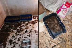 Καταδικάστηκε χωρίς αναστολή γυναίκα που στο σπίτι της στο Ίλιον Αττικής βρέθηκαν δεκάδες ζώα εξαθλιωμένα ή νεκρά (βίντεο)