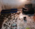 Δεκάδες γάτες - σκυλιά νεκρά και ζωντανά βρέθηκαν σε σπίτι συλλέκτριας στο Ίλιον Αττικής (βίντεο)