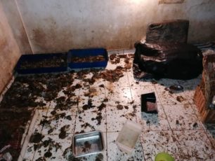 Δεκάδες γάτες - σκυλιά νεκρά και ζωντανά βρέθηκαν σε σπίτι συλλέκτριας στο Ίλιον Αττικής (βίντεο)
