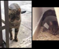 Χάθηκε αρσενική γάτα με προστατευτικό κολάρο στον Υμηττό Αττικής