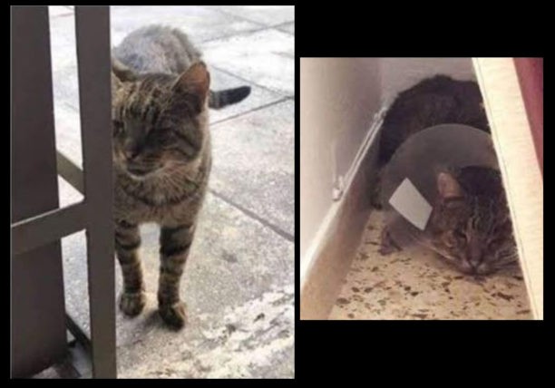Χάθηκε αρσενική γάτα με προστατευτικό κολάρο στον Υμηττό Αττικής