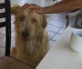 Χάθηκε αρσενικός σκύλος στην Κερατέα Αττικής