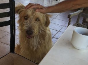 Χάθηκε αρσενικός σκύλος στην Κερατέα Αττικής