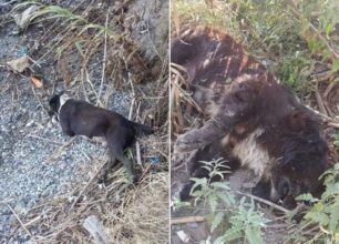 Μεσσηνία: Δύο σκυλιά νεκρά από φόλες στη δυτική παραλία Καλαμάτας