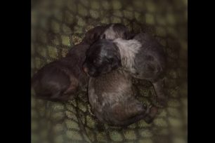 Φθιώτιδα: Βρήκε ζωντανά 3 νεογέννητα σκυλάκια μέσα σε σακούλα πεταμένα σε κάδο στα Καλύβια Λαμίας