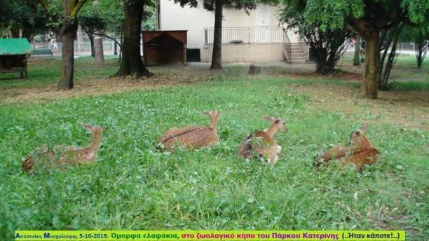 Πιερία: 7 ελάφια νεκρά στον Δημοτικό Ζωολογικό Κήπο Κατερίνης μετά από επίθεση σκυλιών