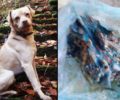 Σκύλος νεκρός από φόλα στην Κάτω Μηλιά Πιερίας