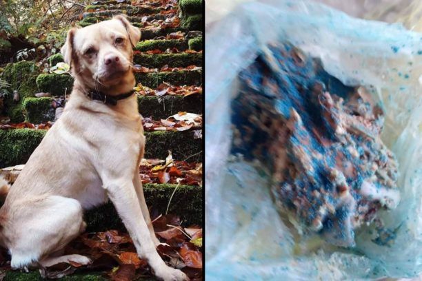 Σκύλος νεκρός από φόλα στην Κάτω Μηλιά Πιερίας