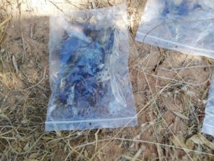 Κρήτη: Νεκρό πετροκούναβο και 31 κομμάτια φόλες βρέθηκαν στην Καβαλαρά Λασιθίου