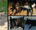 Κιλκίς: Με φόλες μαζική εξόντωση ζώων, αδέσποτων και οικόσιτων σκυλιών - γατιών (βίντεο)