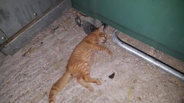 Πολλές γάτες νεκρές από φόλες στην Κίμωλο