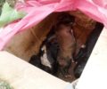 Βρήκαν νεκρά και ζωντανά νεογέννητα κουτάβια μέσα σε κούτα στην Κρήνη Λάρισας