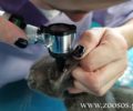 Μαγνησία: Δωρεάν στειρώσεις - εμβολιασμοί αδέσποτων σκυλιών και γατιών στο Ανατολικό Πήλιο