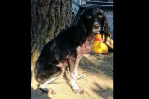 Σκύλος ράτσας με μικροτσίπ βρέθηκε εξαθλιωμένος και σκελετωμένος σε ορεινή περιοχή στο Λαγονήσι Αττικής