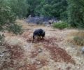 Κρήτη: Γάτες, πετρουκούναβα και ένα σκύλος τα δηλητηριασμένα από φόλες ζώα στα Λακώνια Λασιθίου
