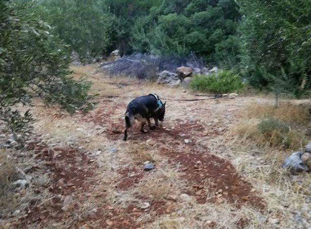 Κρήτη: Γάτες, πετρουκούναβα και ένα σκύλος τα δηλητηριασμένα από φόλες ζώα στα Λακώνια Λασιθίου