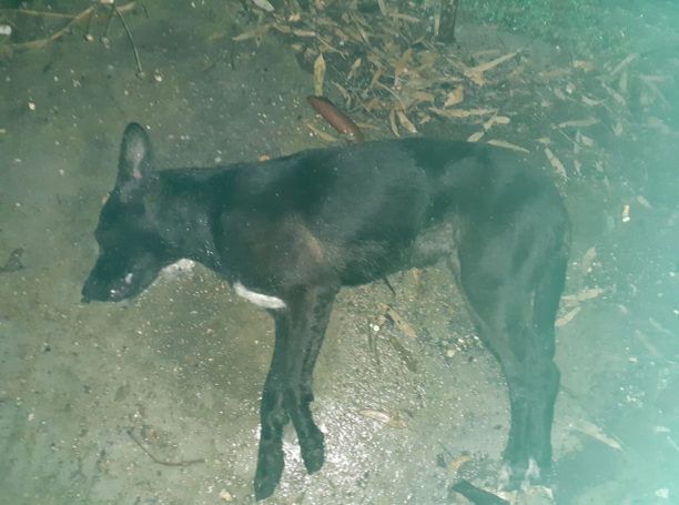 Ηλεία: Δέκα σκυλιά νεκρά από φόλες στην παραλία των Λεχαινών