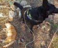 Κρήτη: Με φόλα δηλητηριασμένο κρέας σκότωσε γάτες & σκαντζόχοιρους στη Λιτσάρδα Χανίων