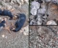 Κρήτη: Πολλά νεκρά ζώα (σκυλιά, γάτες, σκαντζόχοιροι) από φόλες στη Λιτσάρδα Χανίων