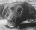 Χάθηκε αρσενικός μαύρος σκύλος στην Έδεσσα