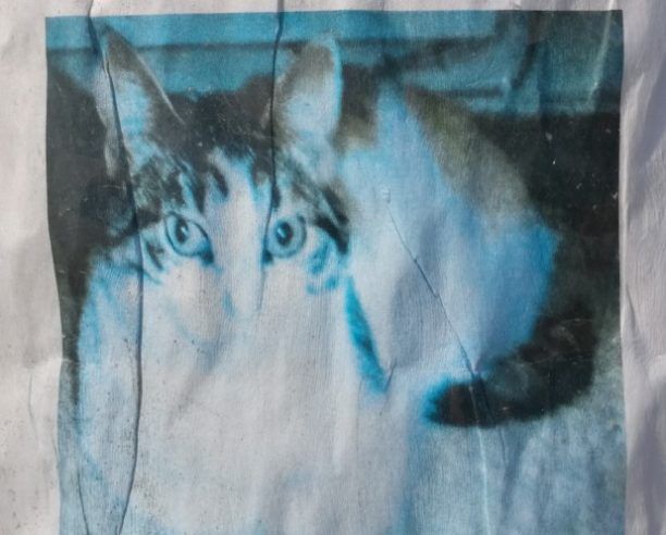 Μαρούσι Αττικής: Αναζητούν τη γάτα τους που κάποιος την άρπαξε και την εγκατέλειψε στη Νερατζιώτισσα